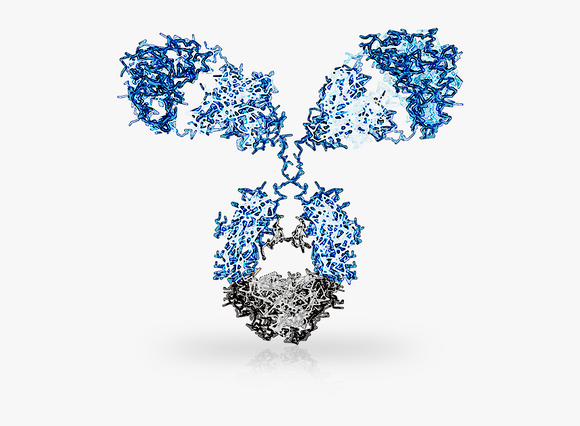 β-hydroxybutyryl-HIST1H4A (K5) Antibody