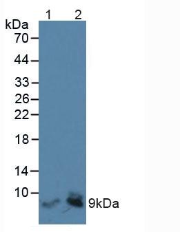 Polyclonal Antibody to Liver Expressed Antimicrobial Peptide 2 (LEAP2)